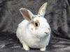 adoptable Rabbit in San Clemente, CA named THUNDERBUNNY