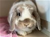adoptable Rabbit in san clemente, CA named DAISY