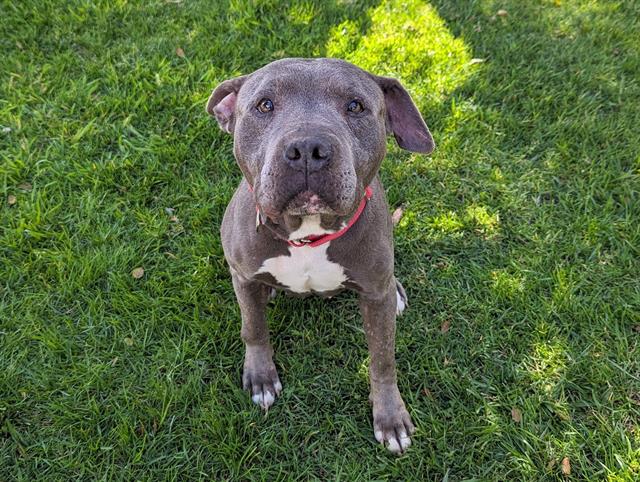 adoptable Dog in San Clemente, CA named NIKKI