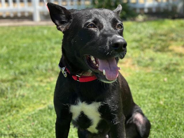 adoptable Dog in San Clemente, CA named MARY