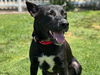 adoptable Dog in San Clemente, CA named MARY