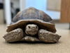 adoptable Tortoise in San Clemente, CA named KOOPA TROOPA