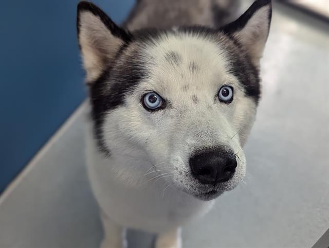 adoptable Dog in San Clemente, CA named EMILIO