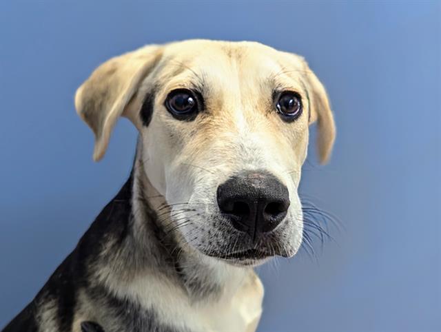 adoptable Dog in San Clemente, CA named BIG SUR