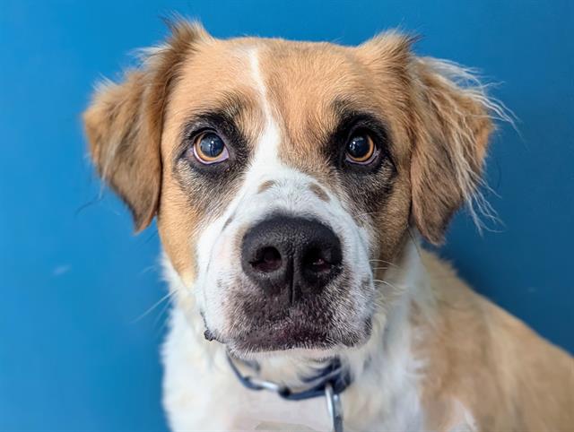 adoptable Dog in San Clemente, CA named CATALINA