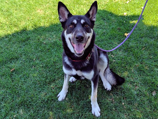 adoptable Dog in San Clemente, CA named BOREALIS