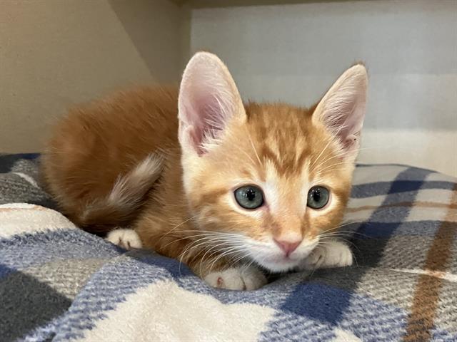 adoptable Cat in San Clemente, CA named RUSTY