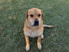adoptable Dog in  named WOODIE