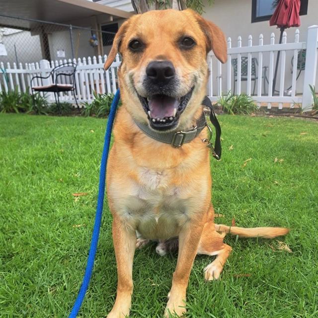 adoptable Dog in San Clemente, CA named WOODIE