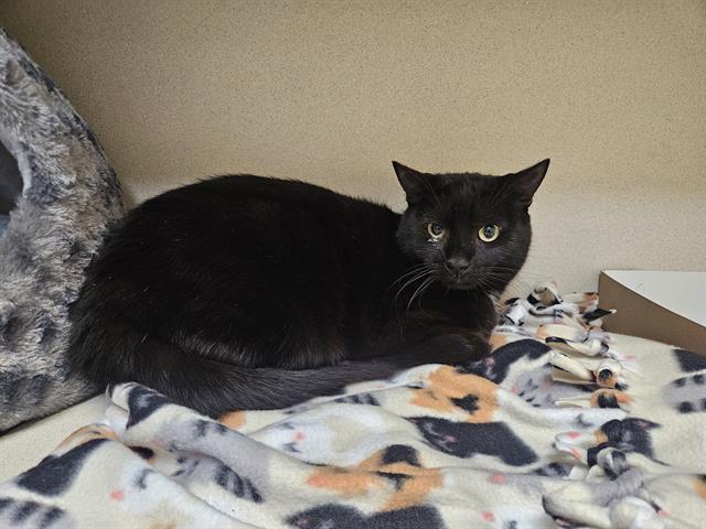 adoptable Cat in San Clemente, CA named SONNY