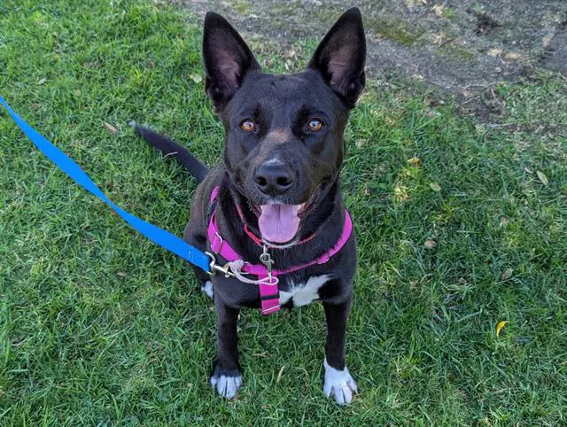 Mary - German Shepherd Dog