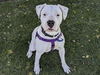 adoptable Dog in  named PEGASUS