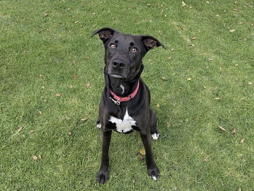 picture of the dog needing adoption