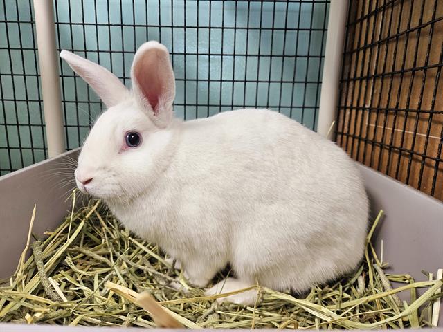 adoptable Rabbit in San Clemente, CA named ELIZA
