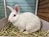 adoptable Rabbit in  named ELIZA