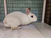 adoptable Rabbit in  named BARNABY