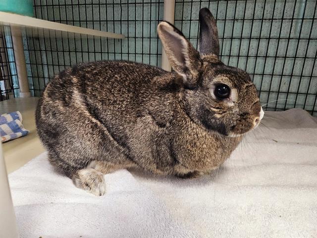 adoptable Rabbit in San Clemente, CA named AGATHA