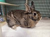 adoptable Rabbit in  named AGATHA