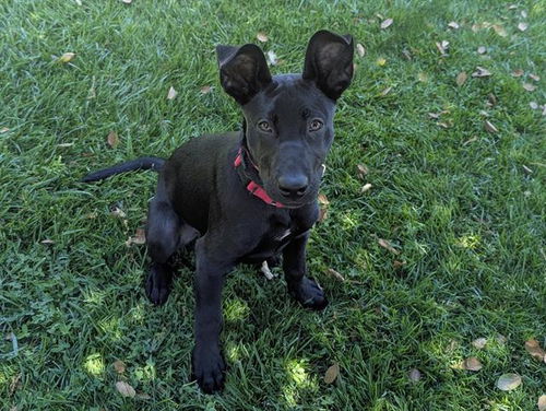 picture of the dog needing adoption