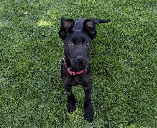 picture of the dog needing adoption