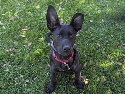 picture of the dog needing adoption