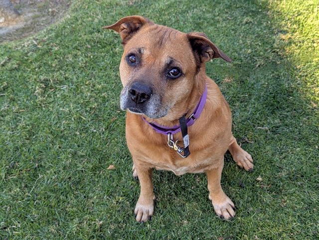 adoptable Dog in San Clemente, CA named MAE MAE