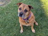 adoptable Dog in  named MAE MAE