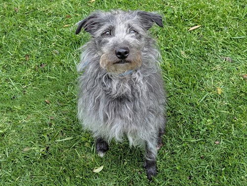 picture of the dog needing adoption