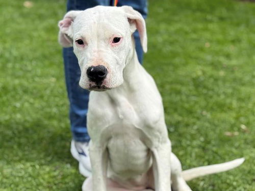 picture of the dog needing adoption