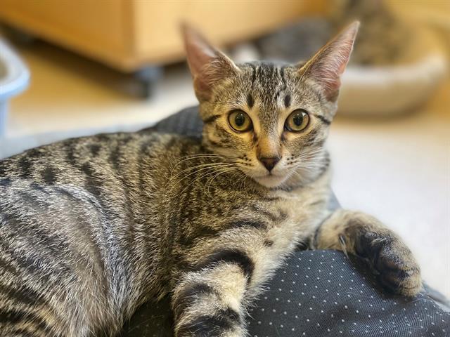 adoptable Cat in San Clemente, CA named ARIA