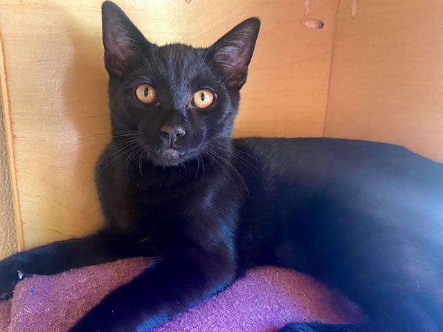 adoptable Cat in San Clemente, CA named BAMBUSA
