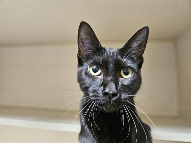 adoptable Cat in San Clemente, CA named BUNNY
