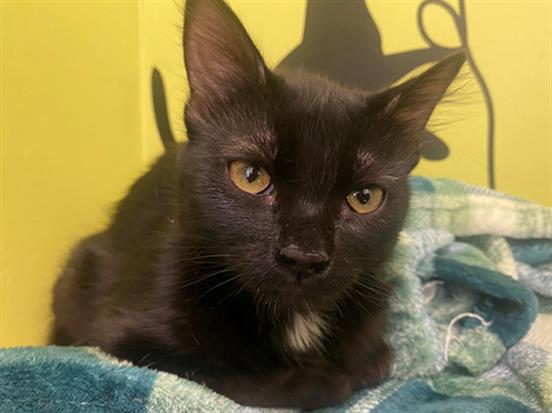 adoptable Cat in San Clemente, CA named SOOKIE