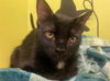 adoptable Cat in  named SOOKIE