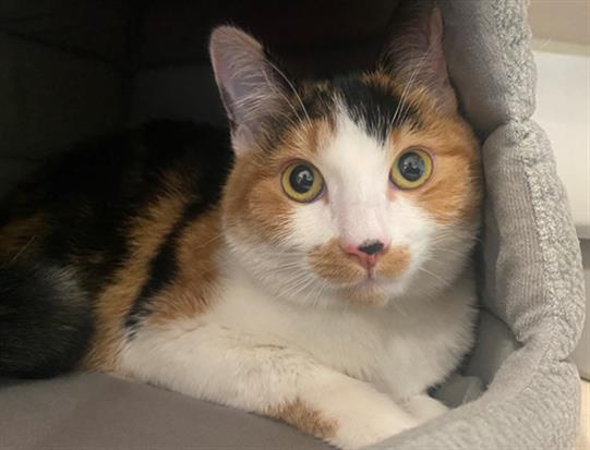 adoptable Cat in San Clemente, CA named CALLIE
