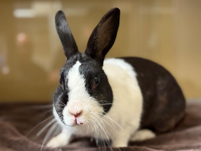 adoptable Rabbit in San Clemente, CA named MOONPIE