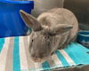 adoptable Rabbit in  named BLOSSOM