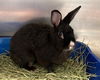 adoptable Rabbit in  named BUBBLES