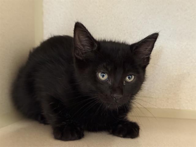 adoptable Cat in San Clemente, CA named BOSCO