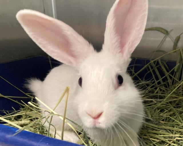 adoptable Rabbit in San Clemente, CA named BUTTERCUP