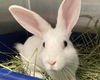 adoptable Rabbit in  named BUTTERCUP