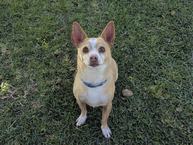 adoptable Dog in San Clemente, CA named WILBUR