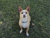 adoptable Dog in  named WILBUR