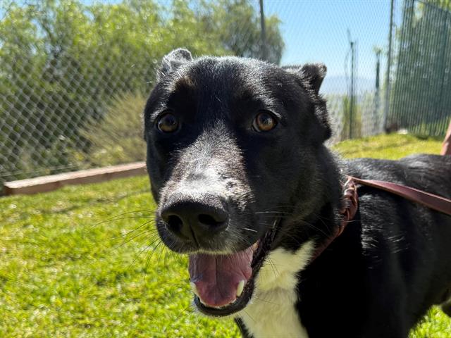 adoptable Dog in San Clemente, CA named TREVOR