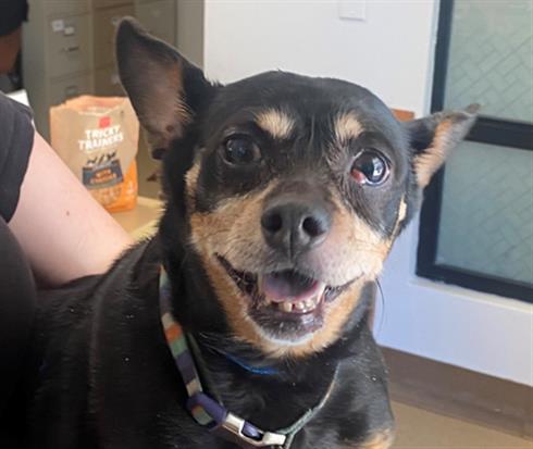 adoptable Dog in San Clemente, CA named PETUNIA