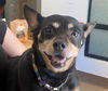 adoptable Dog in  named PETUNIA