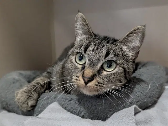 Ancho - Domestic Short Hair