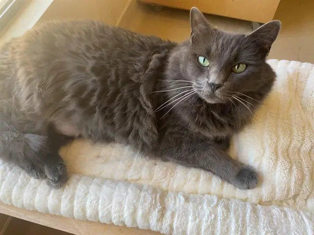 Izzy - Domestic Long Hair