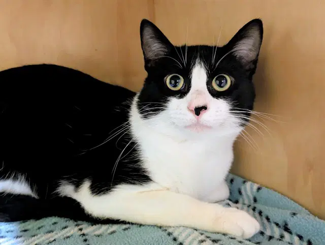 Lenny - Domestic Short Hair