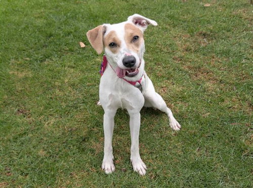 picture of the dog needing adoption